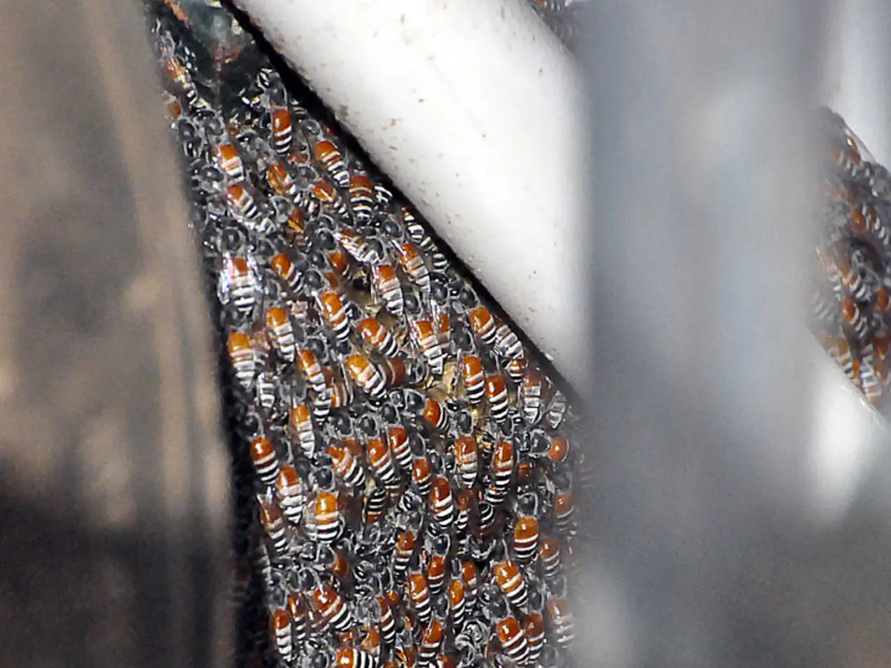 Harmful Pesticides in Retail Plants: Threat to Bees and Humans