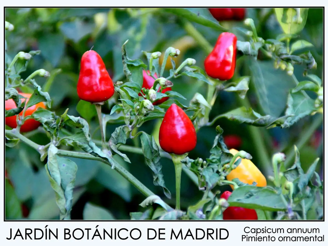 Fortifying Your Defenses Organically: Flora That Amplify Immune Response