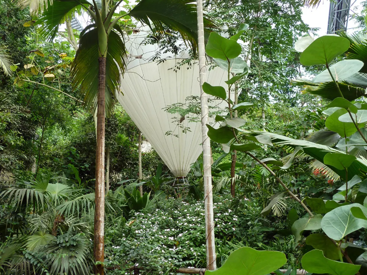 Top Indoor Vegetation Choices for Asthmatic Individuals