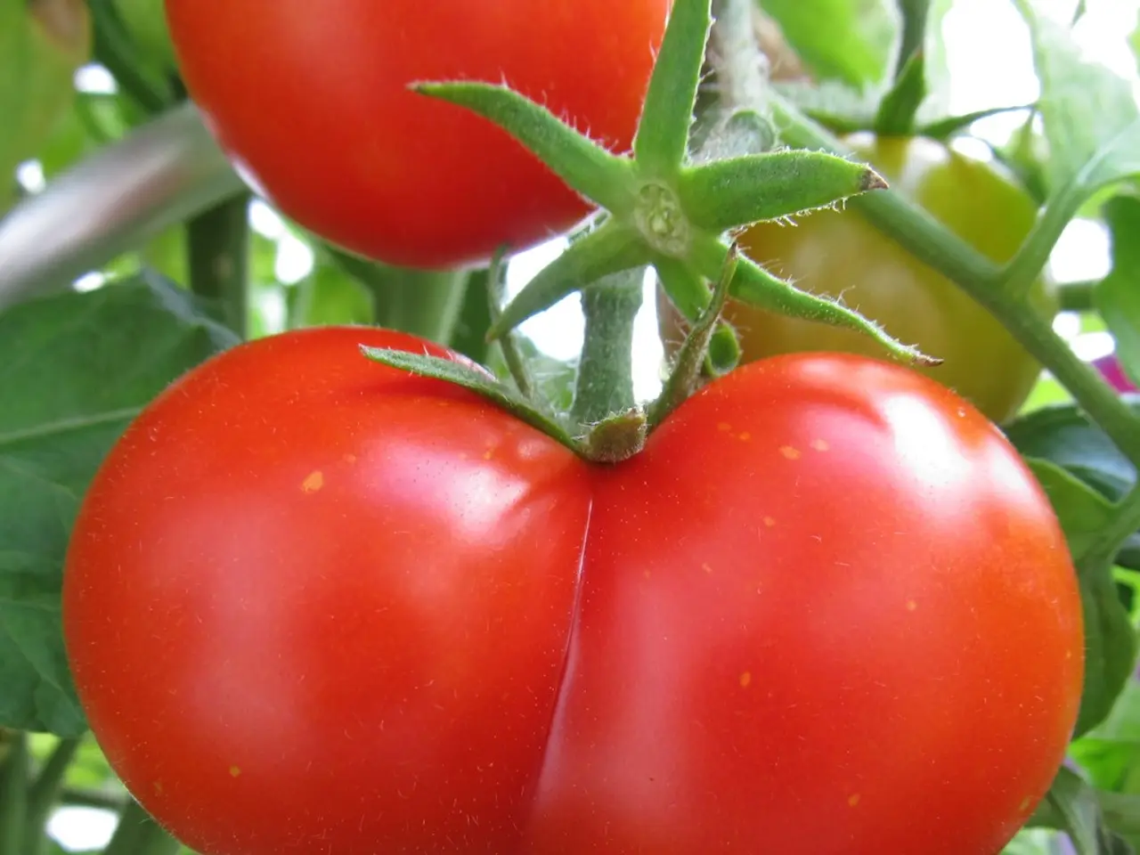 Spraying tomatoes with safe bioproducts and conservative chemicals while they're still on the vine:...