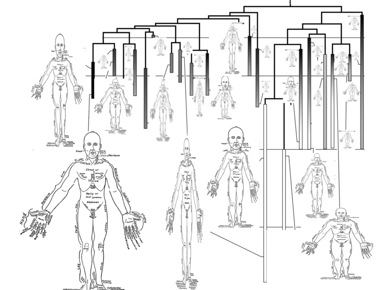 Impact of Obesity on the Human Physique
