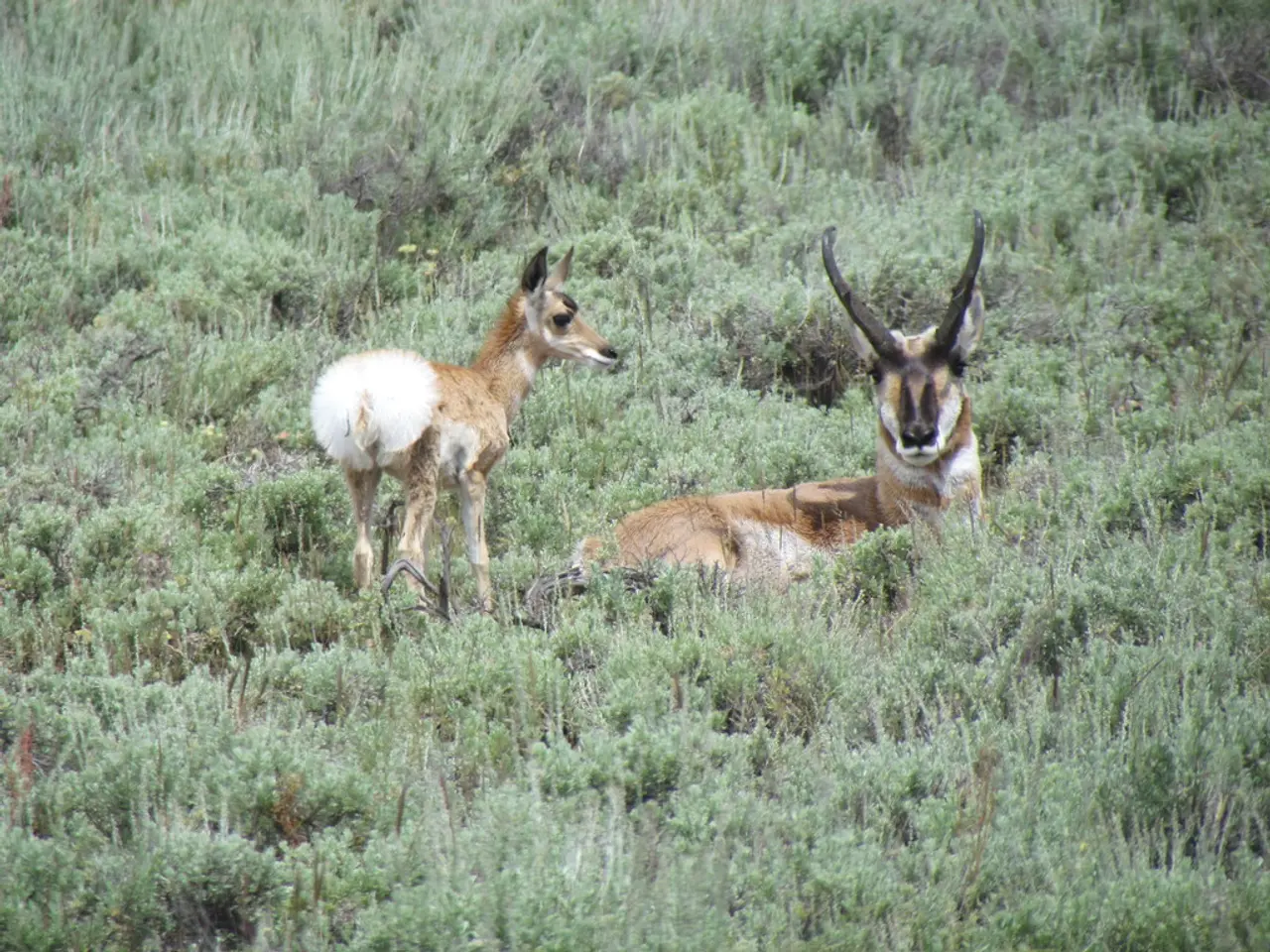 Understanding Type 1 Diabetes: A Comprehensive Look