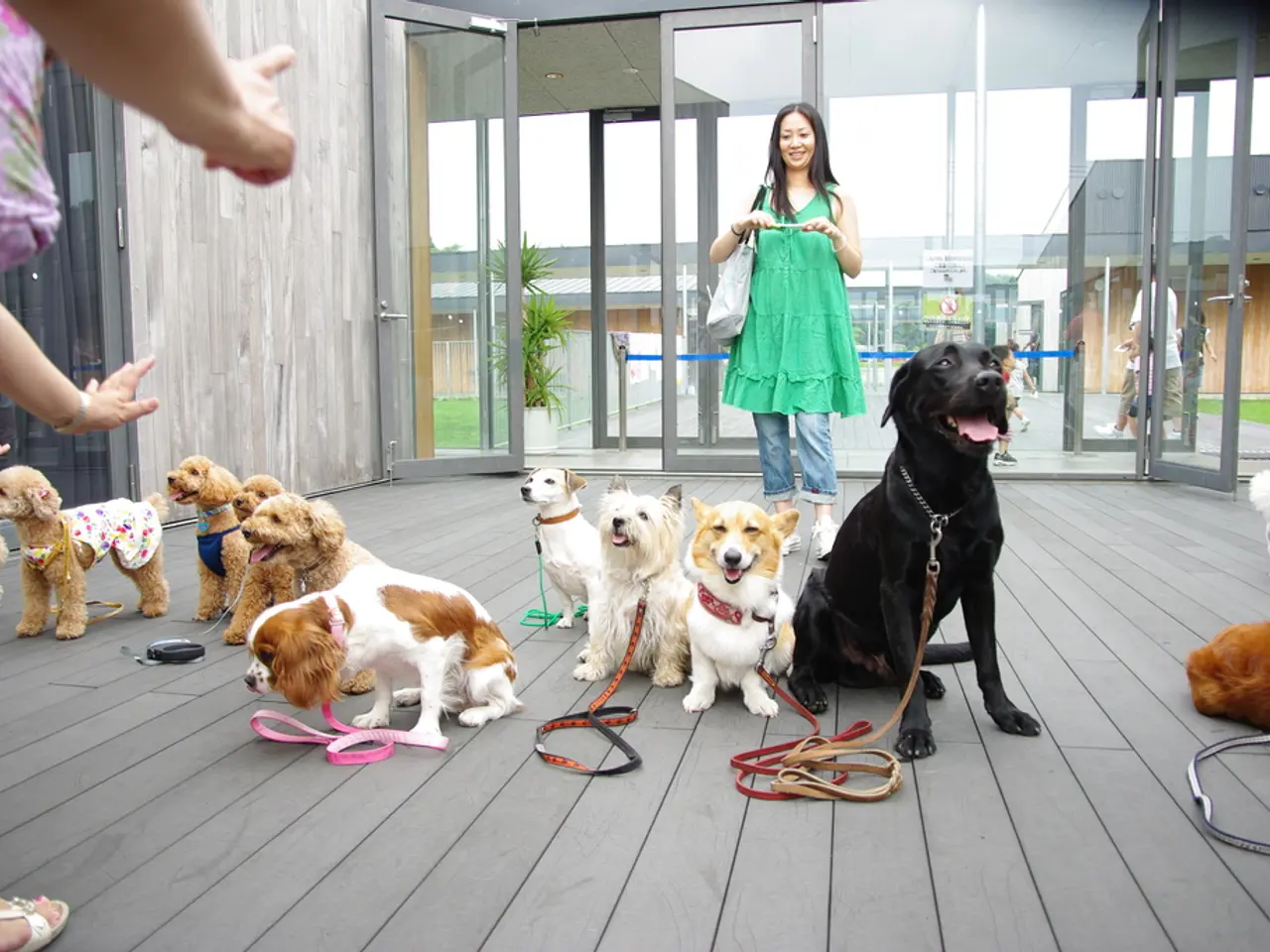 Sun Protection for Dogs: A Vet Reveals an Unexpected Response