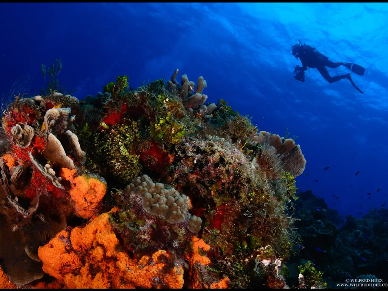 Urgent Appeal: Lend Support to the Reef-World Foundation