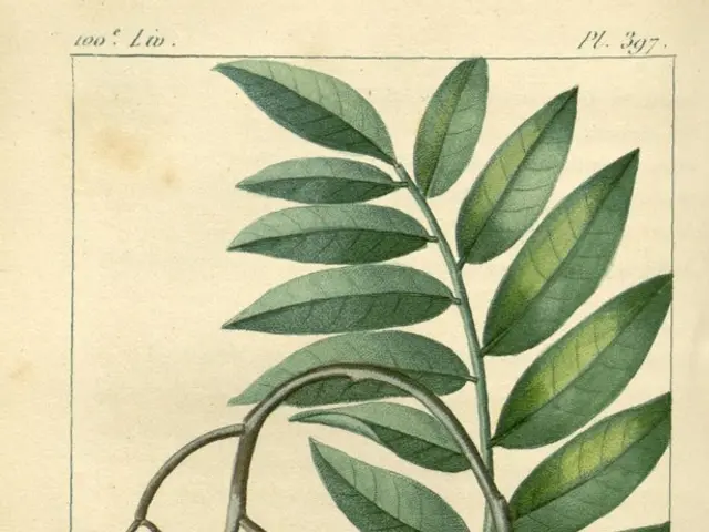 Plant-based diet may elevate risk of heart attacks by a staggering 65%