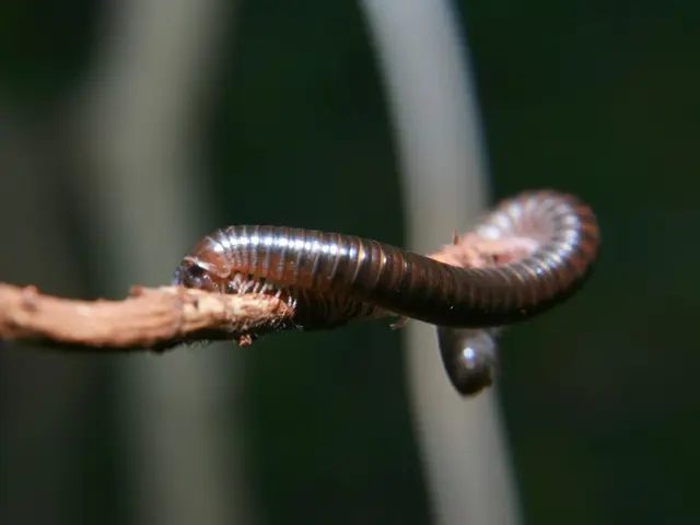 Venomous Plant Species Identified: Agraphis Nutans