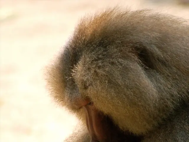 Primates resume resting position after interruption.