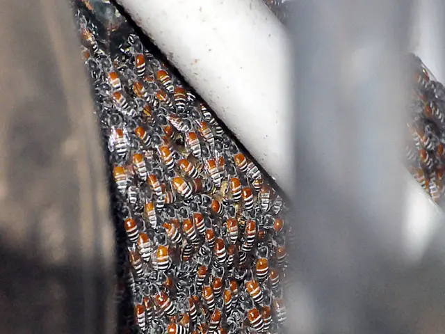 Discussion at the Beekeepers' Guild: The Enigma of Manuka Honey - Unveiling Its Mystical Qualities