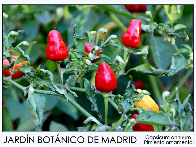 Fortifying Your Defenses Organically: Flora That Amplify Immune Response