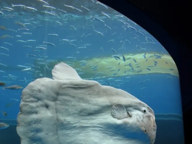 Fish-like urine odor: Understanding causes and remedies