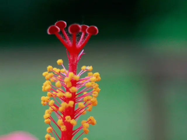 Managing Allergic Reactions: Therapies and Home Cures