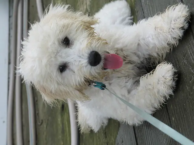 Dog Bladder Cancer: Symptoms and Treatment Options