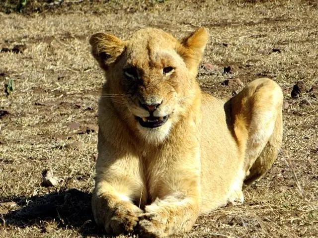 Zoo Tragedy in Australia: Woman Sustains Severed Arm from Lion Attack
