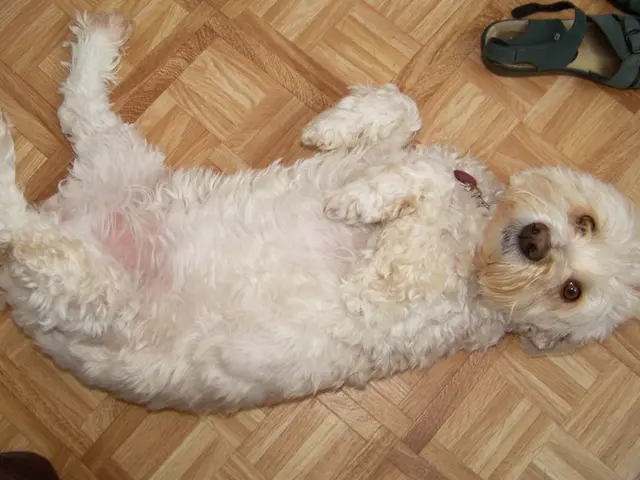 Dog Vomiting Spasms: Causes and Remedies