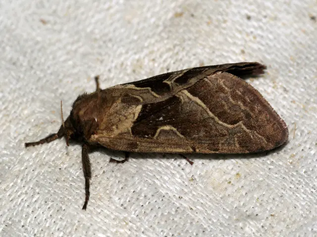 Appearance of Head Lice and Corresponding Signs: Visual Descriptions and Images Included