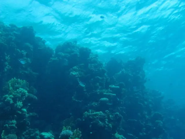 Arctic sees a rise in harmful algal blooms, attributed to global warming, according to recent...