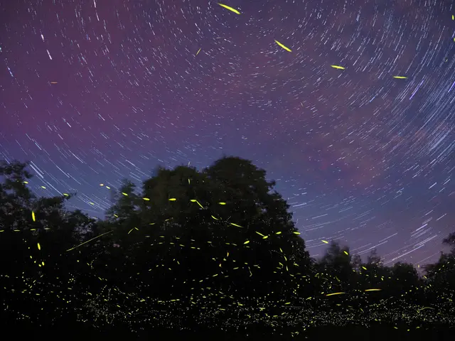 Exploration of Old Oak Trees in Ohio - A Journey Down Memory Lane