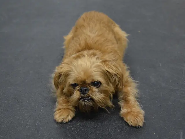 Dogs wandering on the roads lead to two traffic accidents, resulting in a fatality and injuries