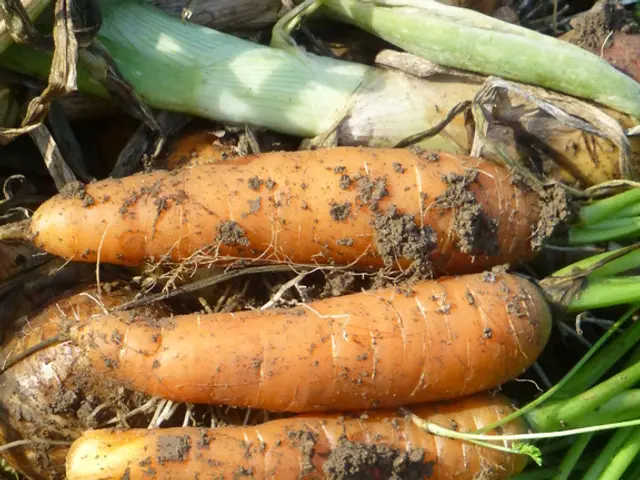 Carrot Juice: Uncovering its Advantages, Nutritional Profile, and Tasty Preparations