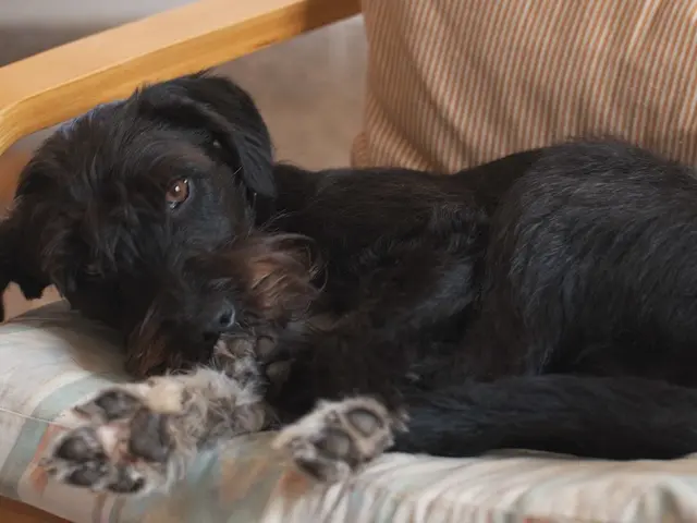 Distinguishing Bites: Identification of Flea and Bedbug Bites and Subsequent Actions