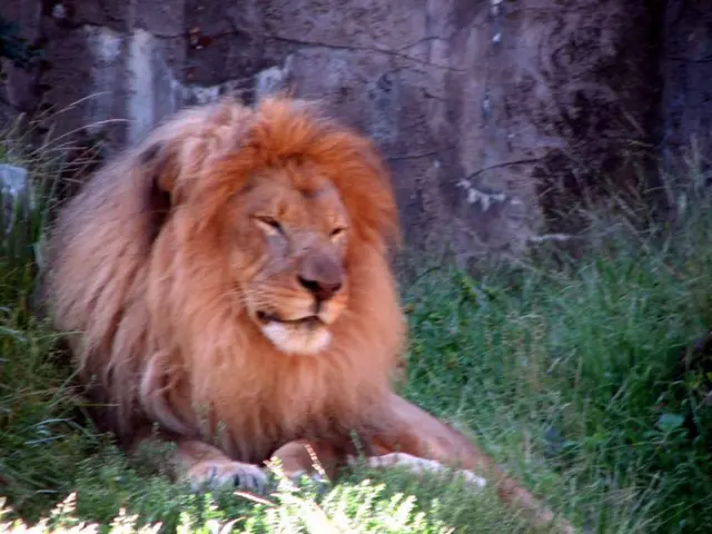 Controversial Sleeping Lions Defended by Cologne Zoo