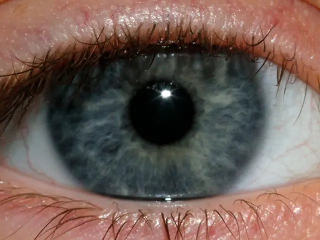 Unraveling the Inner Workings and Striking Anatomy of the Human Eye