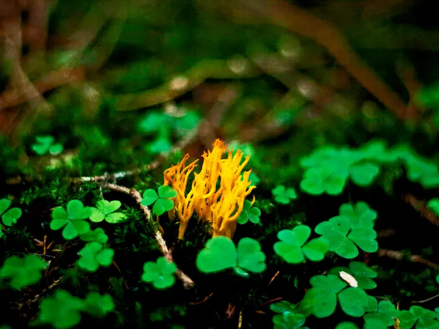 Effects and Consequences of Vegetation in Low PH Soil Conditions