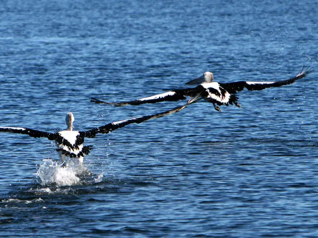 A keenly alert kestrel unexpectedly swooped down, catching a vole in mid-flight, accompanied by a...