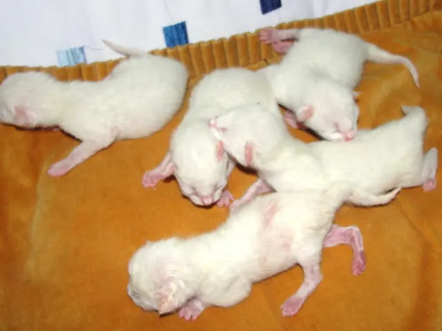Is Leipzig grappling with a rodent issue?