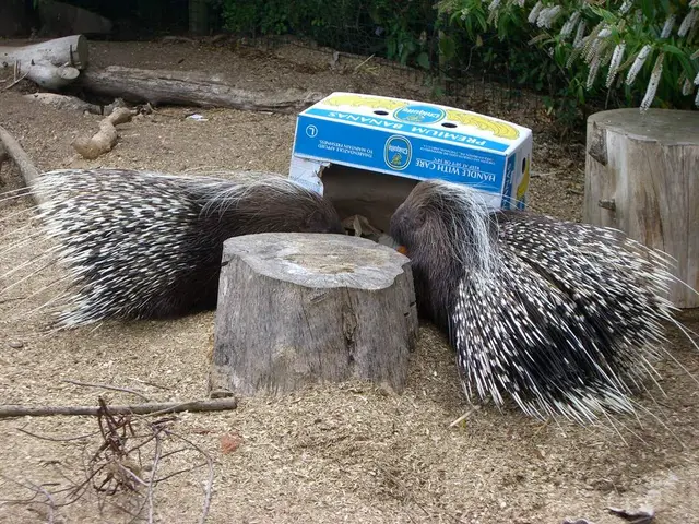 Genether Porphyria: An Examination of This Rare Metabolic Disorder