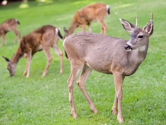 Processing Deer Fat into Deer Tallow
