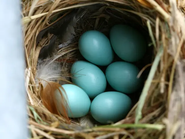 Duration of Unattended Bird Eggs: An In-Depth Examination