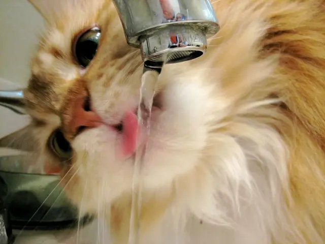 Time Duration a Feline Can Survive Without Water, Examined