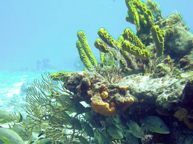 Oceanic Protected Areas: Uncovering the Effectiveness (vs. the Pseudo-Protected)