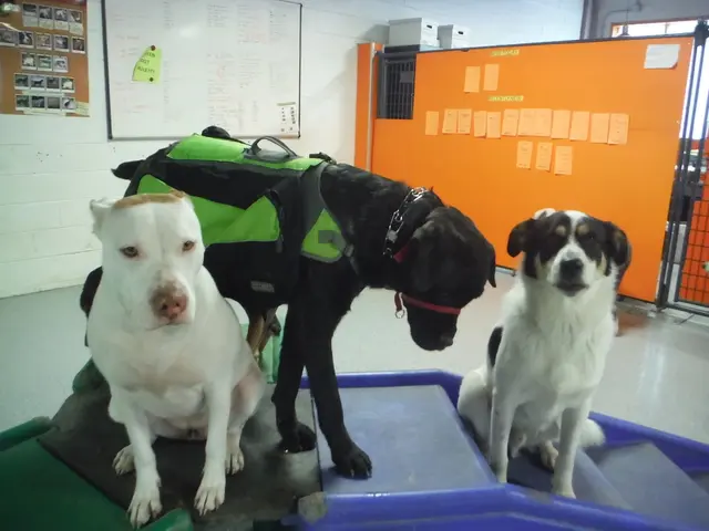 Dog comprehension of human language, presumably explained