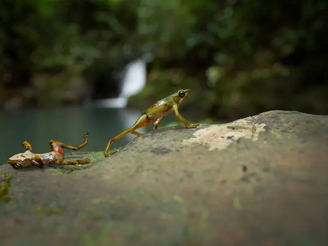 Transparent frogs teem with unexpected discoveries