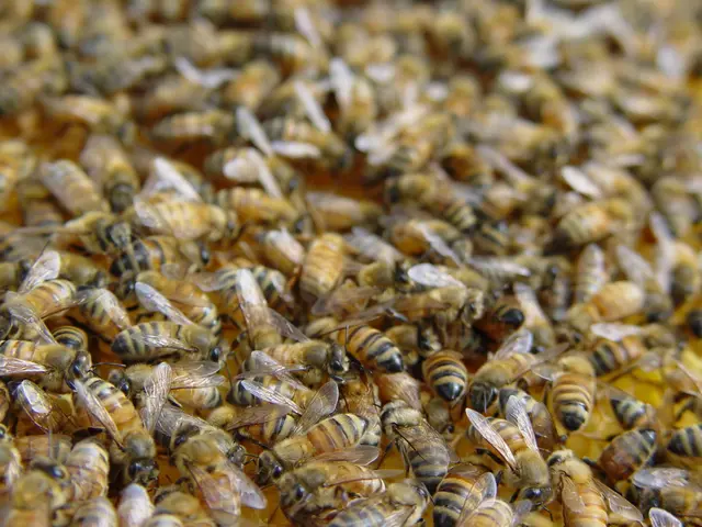 Call to Participate in the Governing Body of our Site Focused on Bee Health