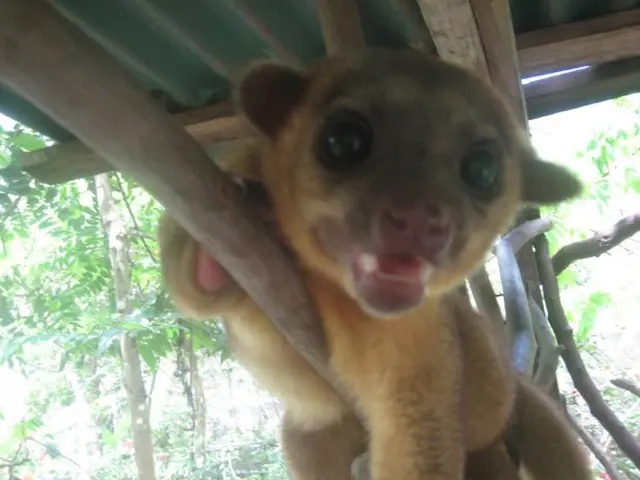 Authorities Allegedly Halting Financing for Animal Sterilization at Zoos