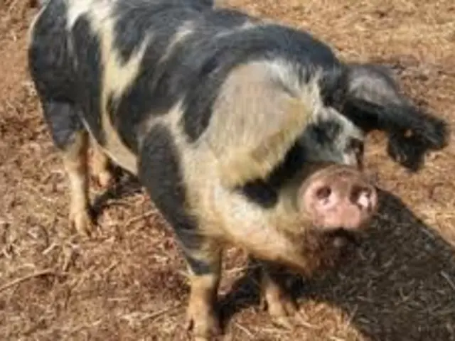 Strengthened calls for severe penalties against animal abuse made by the Greens