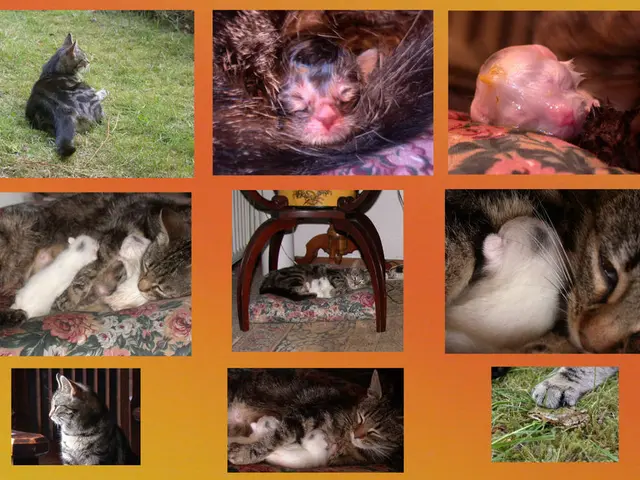 Humans may soon have the ability to regenerate limbs and organs akin to axolotls, a remarkable...