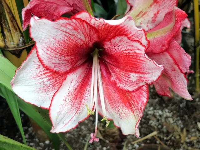 Various Soil Compositions and Their Advantages for Cultivation Development