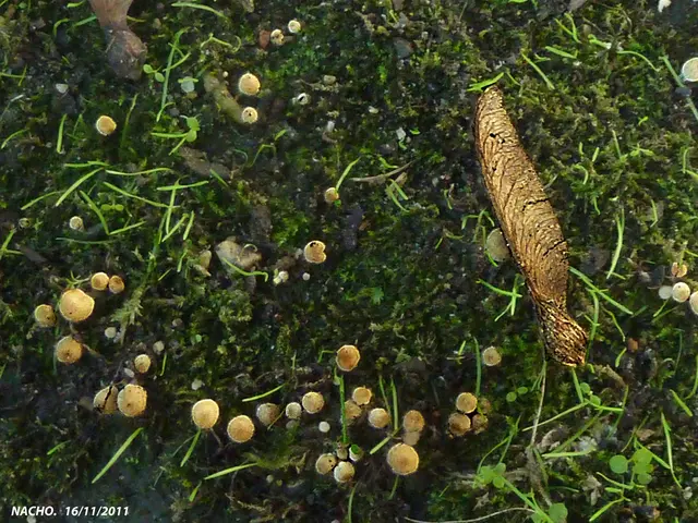 Medical Professional Providing Services Free of Charge