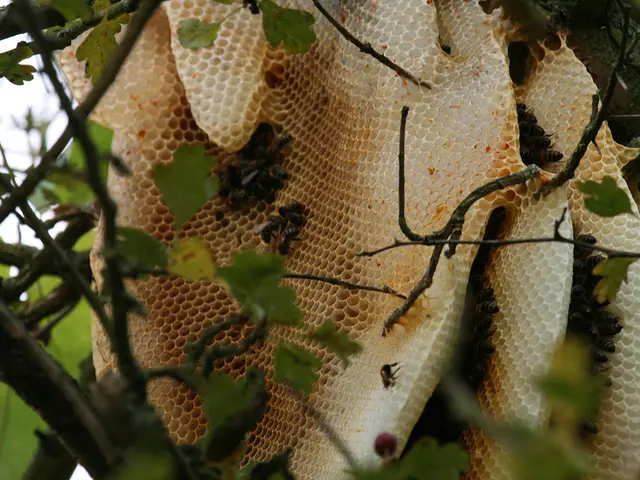 Earth's hidden geniuses: The uncanny intellect of bees revealed