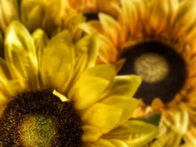 Sunflower seeds: Nutritional benefits explained