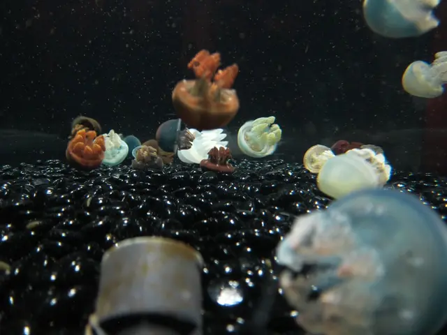 authorities in Gelendzhik's Marine Certification Center refuted claims of polluted seawater in the...