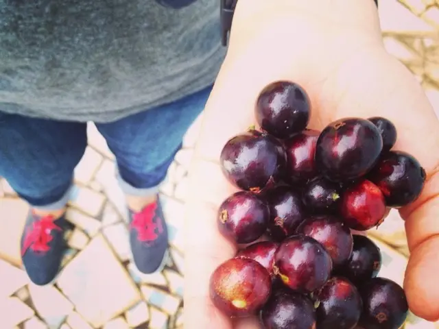 Cats Cannot Consume Grapes or Raisins