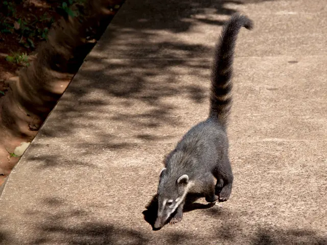 Differentiating between stomach virus and flu: A clarification of the contrasts