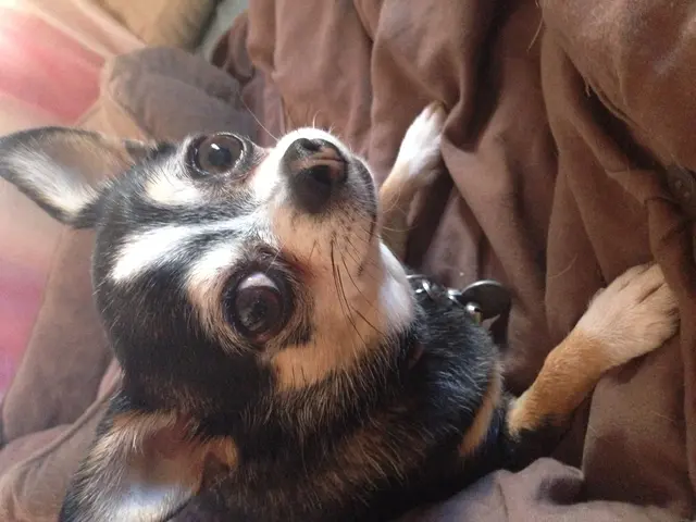 Options for Alleviating Canine Skin Itch: Exploring 6 Possibilities by Paula Fitzsimmons |...