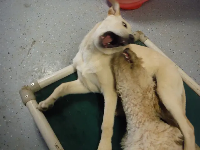 Dog's Ears Amputated Due to Infections; Former Owner Detained for Animal Abuse