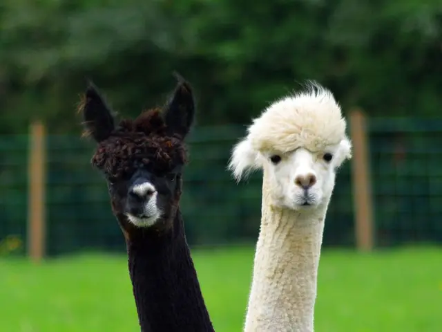 Exploring the Fascination of Dark Creatures: Significance, Survival Strategies, and Biodiversity of...